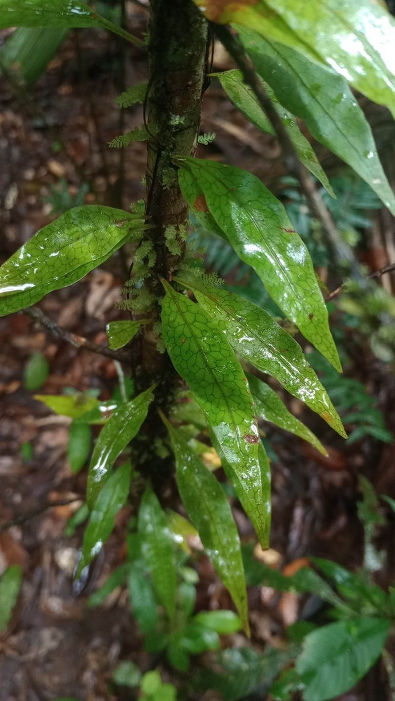 Microgramma dictyophylla photo 7