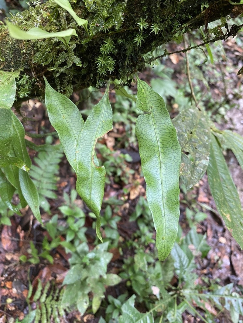 Microgramma dictyophylla photo 8
