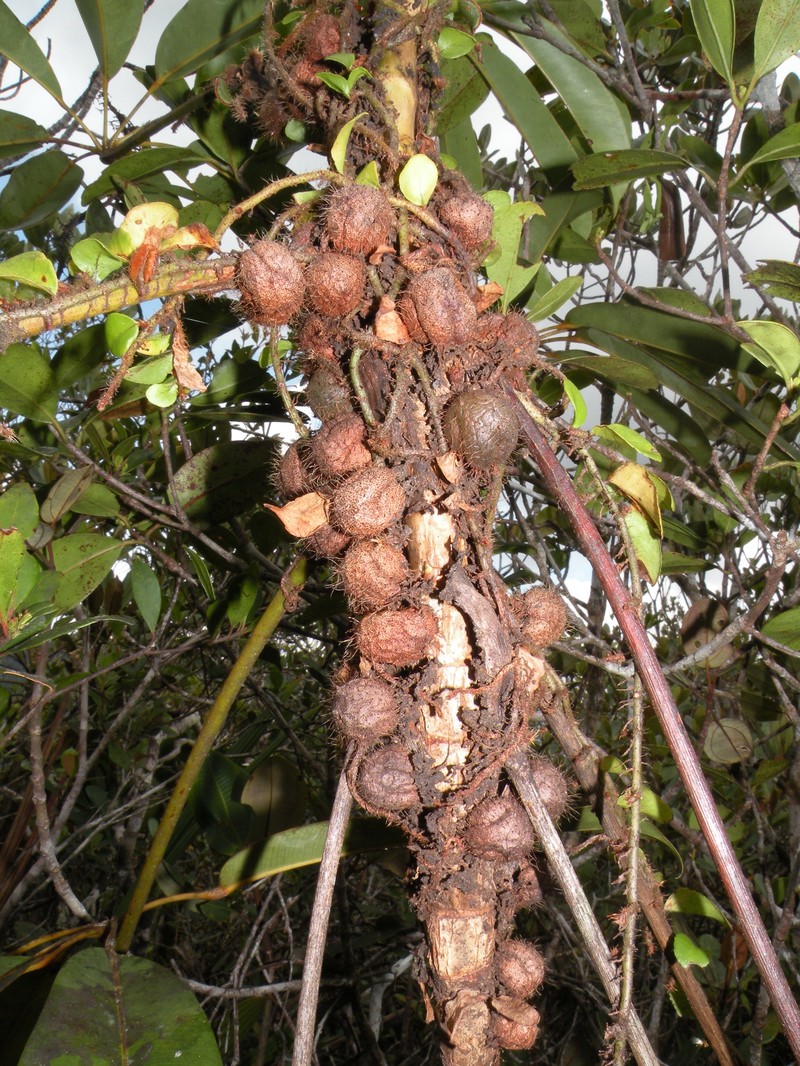 Microgramma fosteri