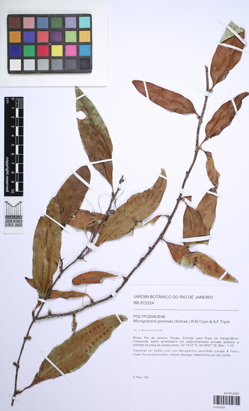 Microgramma geminata photo 3