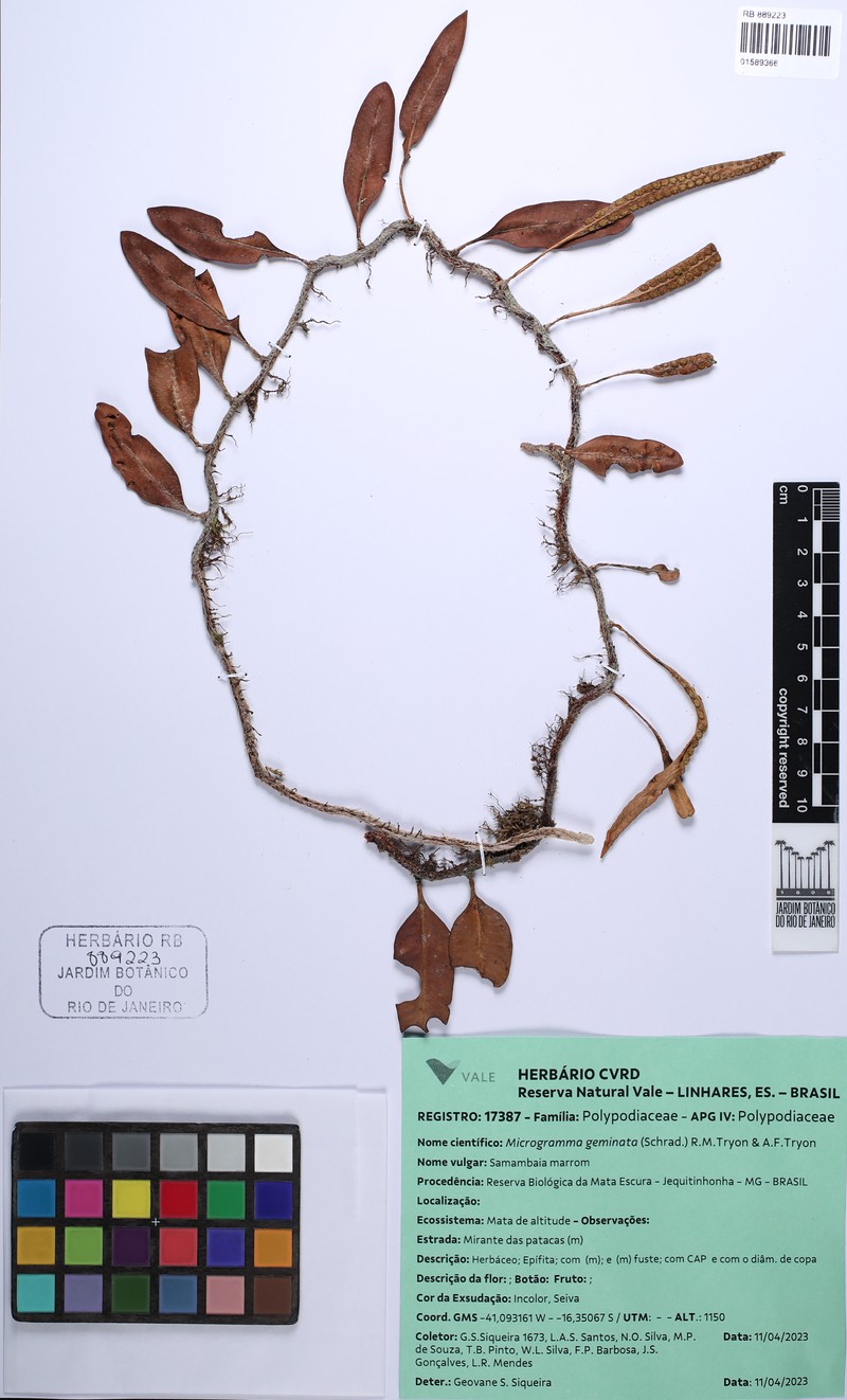 Microgramma geminata photo 4