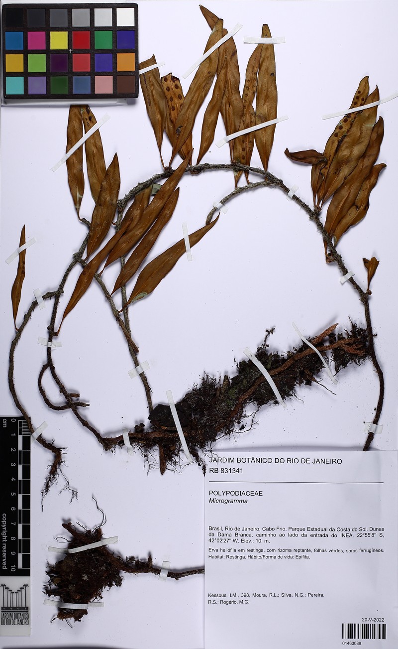 Microgramma geminata photo 5