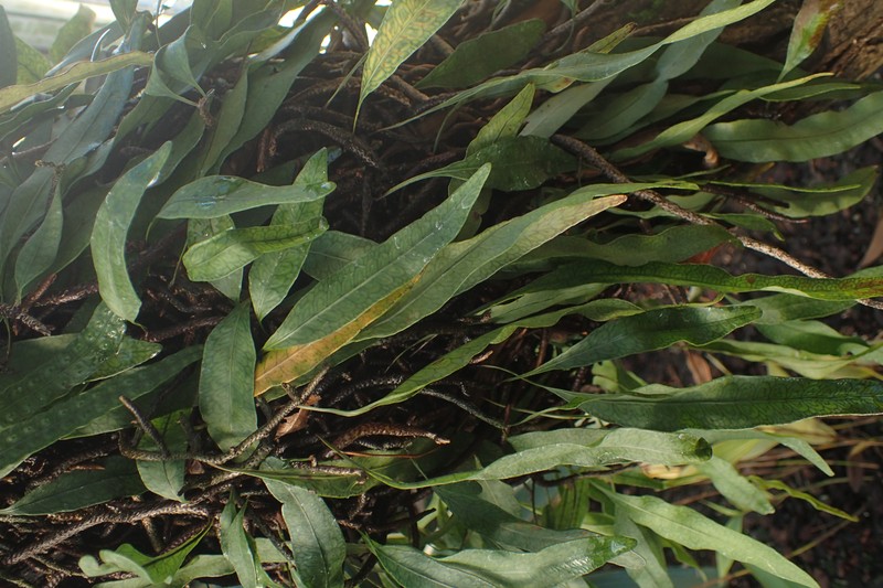 Clinging Snakefern photo 3