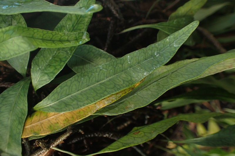 Clinging Snakefern photo 4