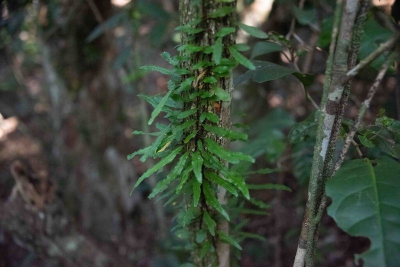 Clinging Snakefern