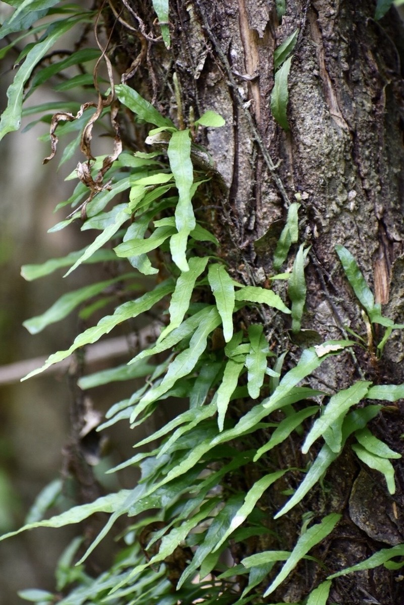 Clinging Snakefern photo 2