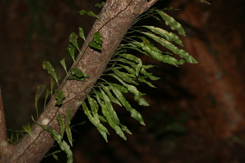 Clinging Snakefern photo 3