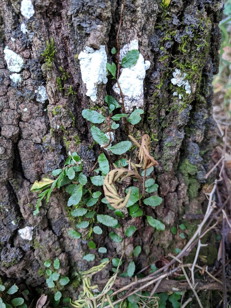 Clinging Snakefern photo 4