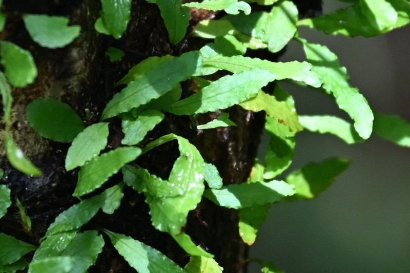 Clinging Snakefern photo 5