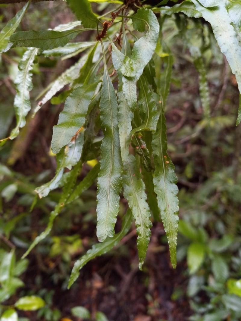 Clinging Snakefern photo 6