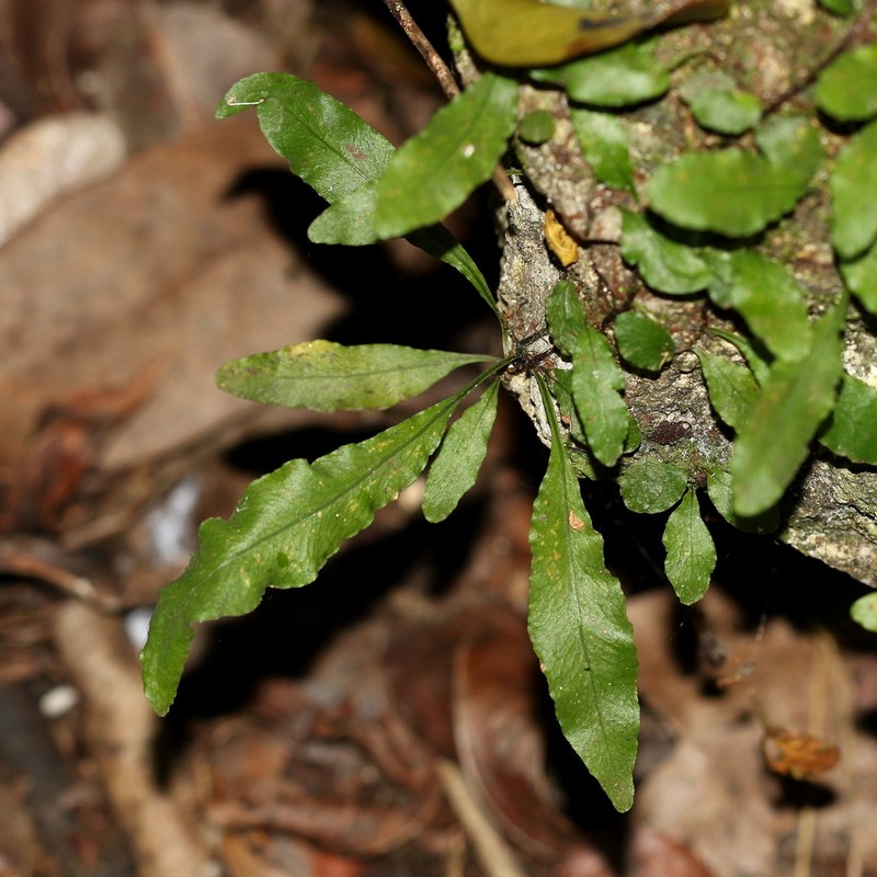 Clinging Snakefern photo 7