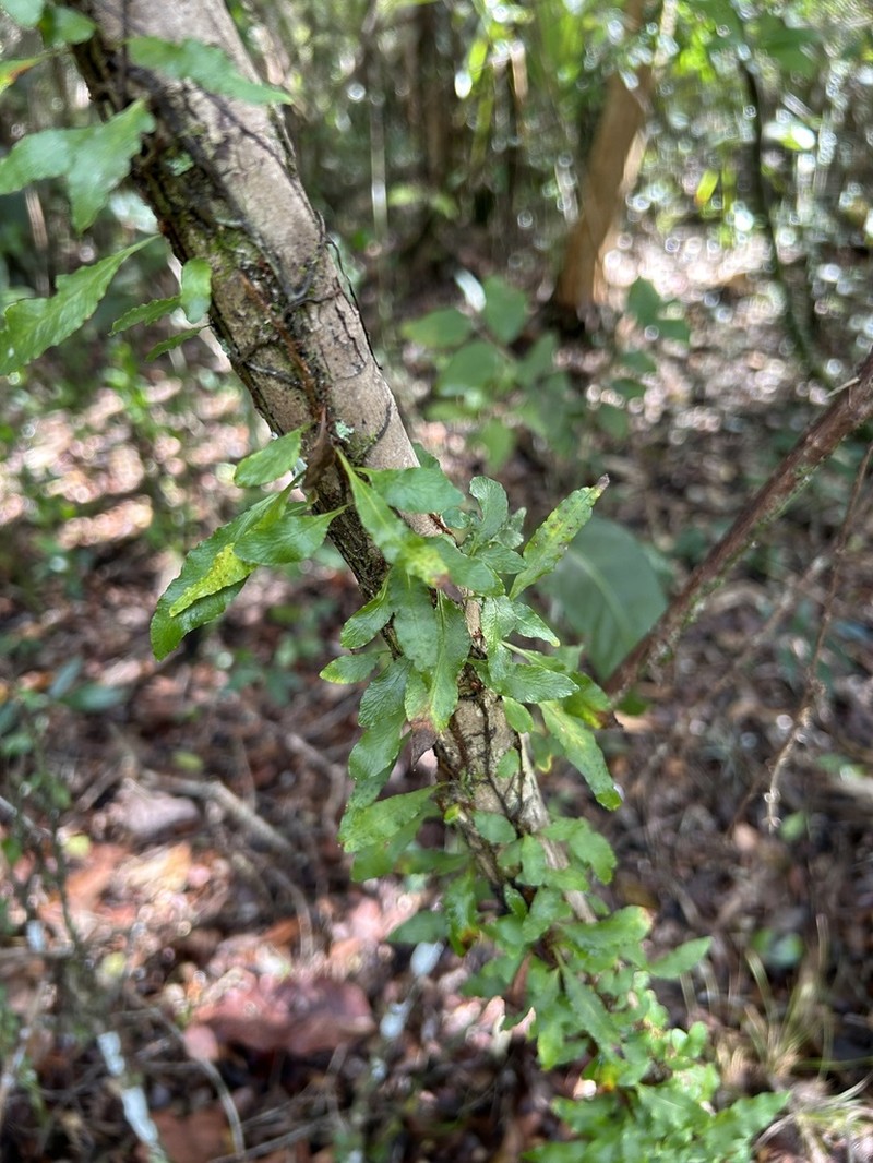 Clinging Snakefern photo 8