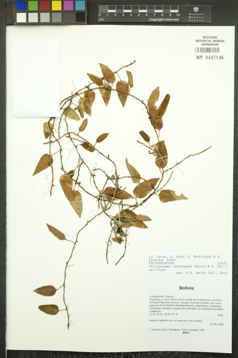 Microgramma latevagans