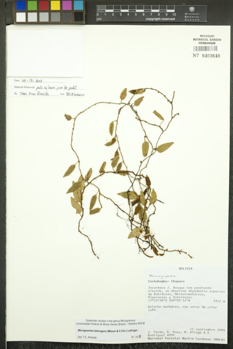 Microgramma latevagans photo 2
