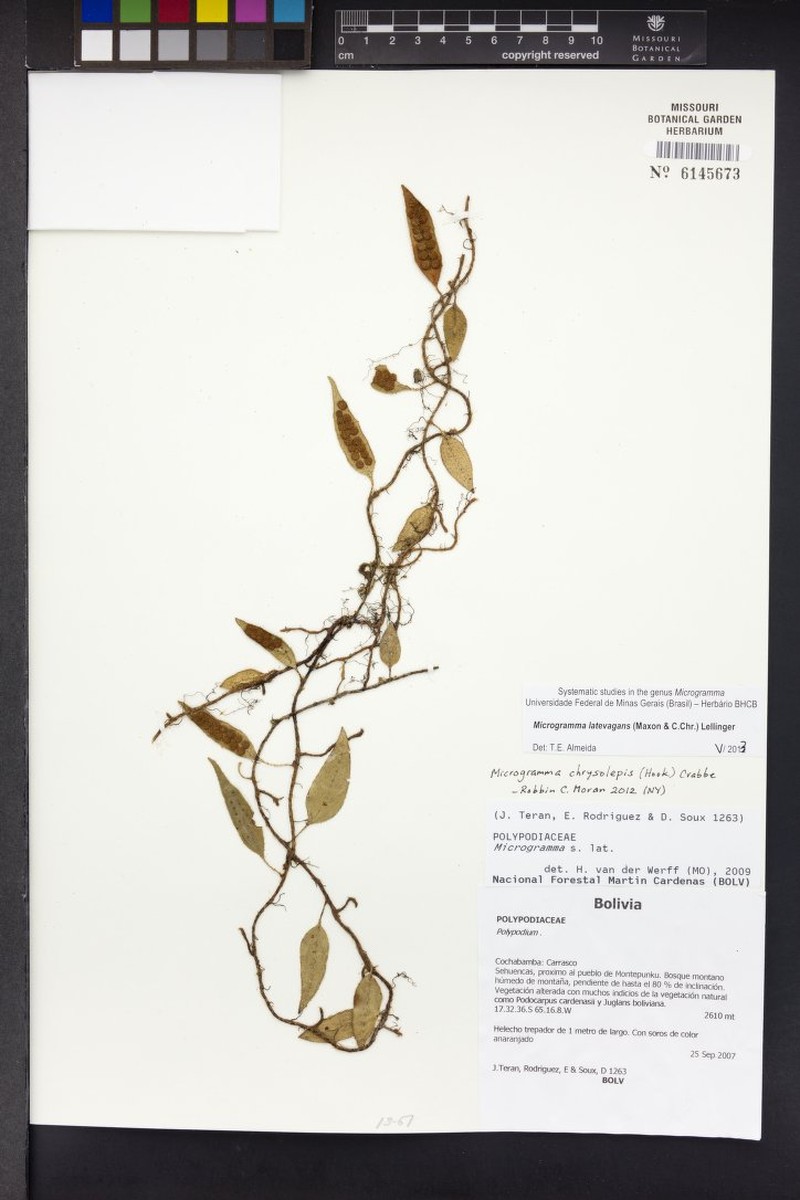 Microgramma latevagans photo 3