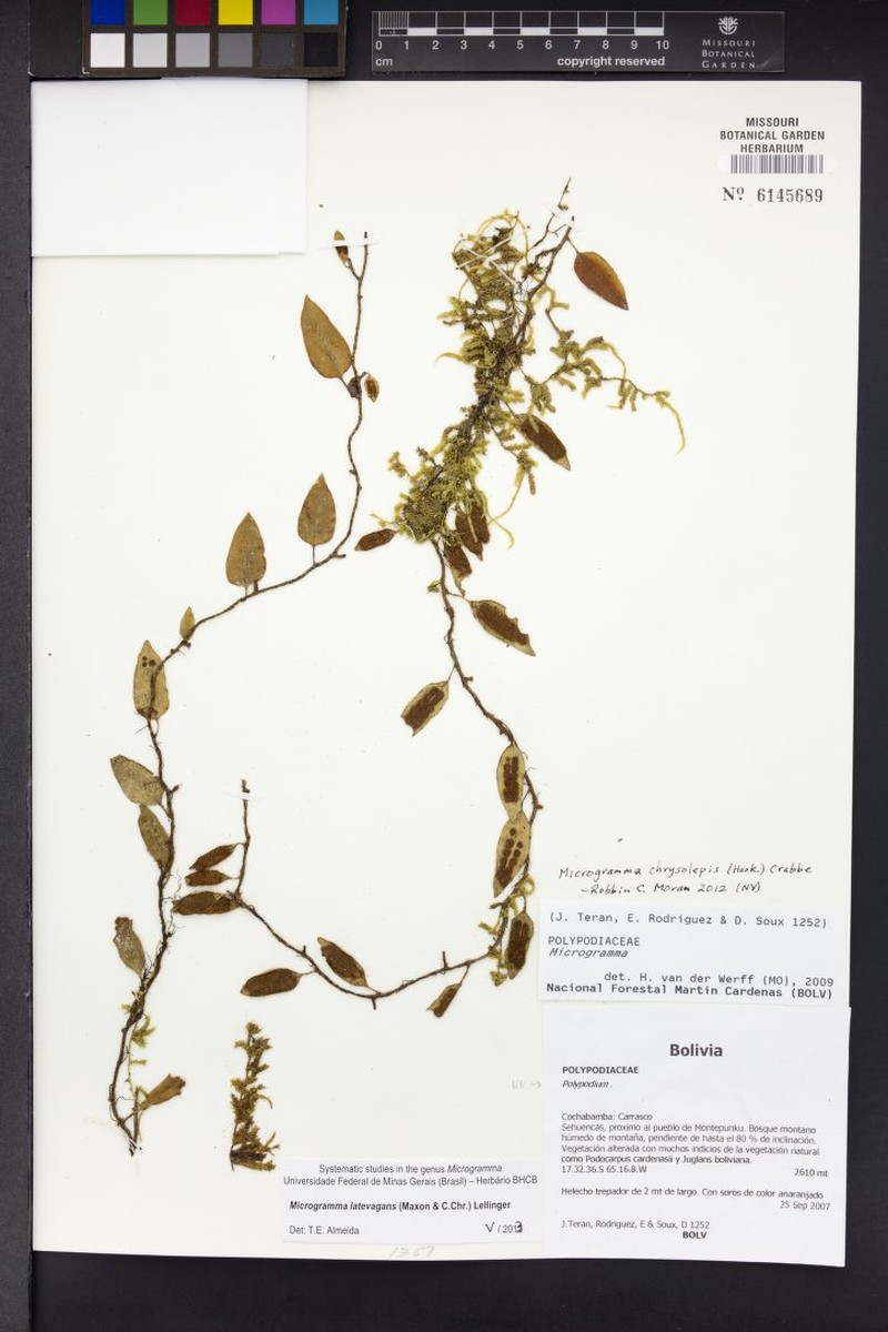 Microgramma latevagans photo 4