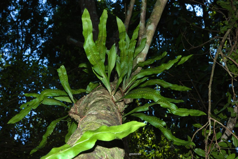 Microgramma lindbergii photo 2