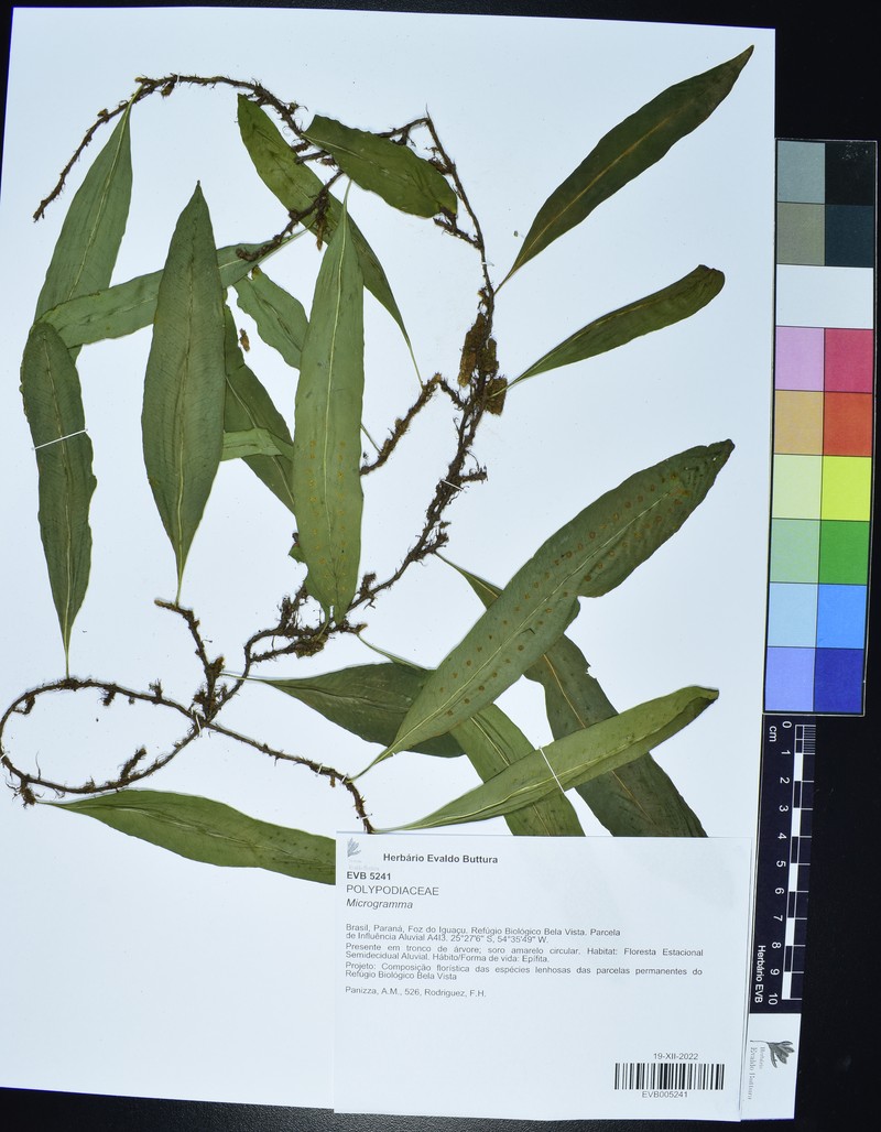 Microgramma lindbergii photo 3