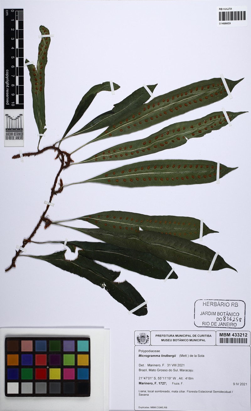 Microgramma lindbergii photo 4