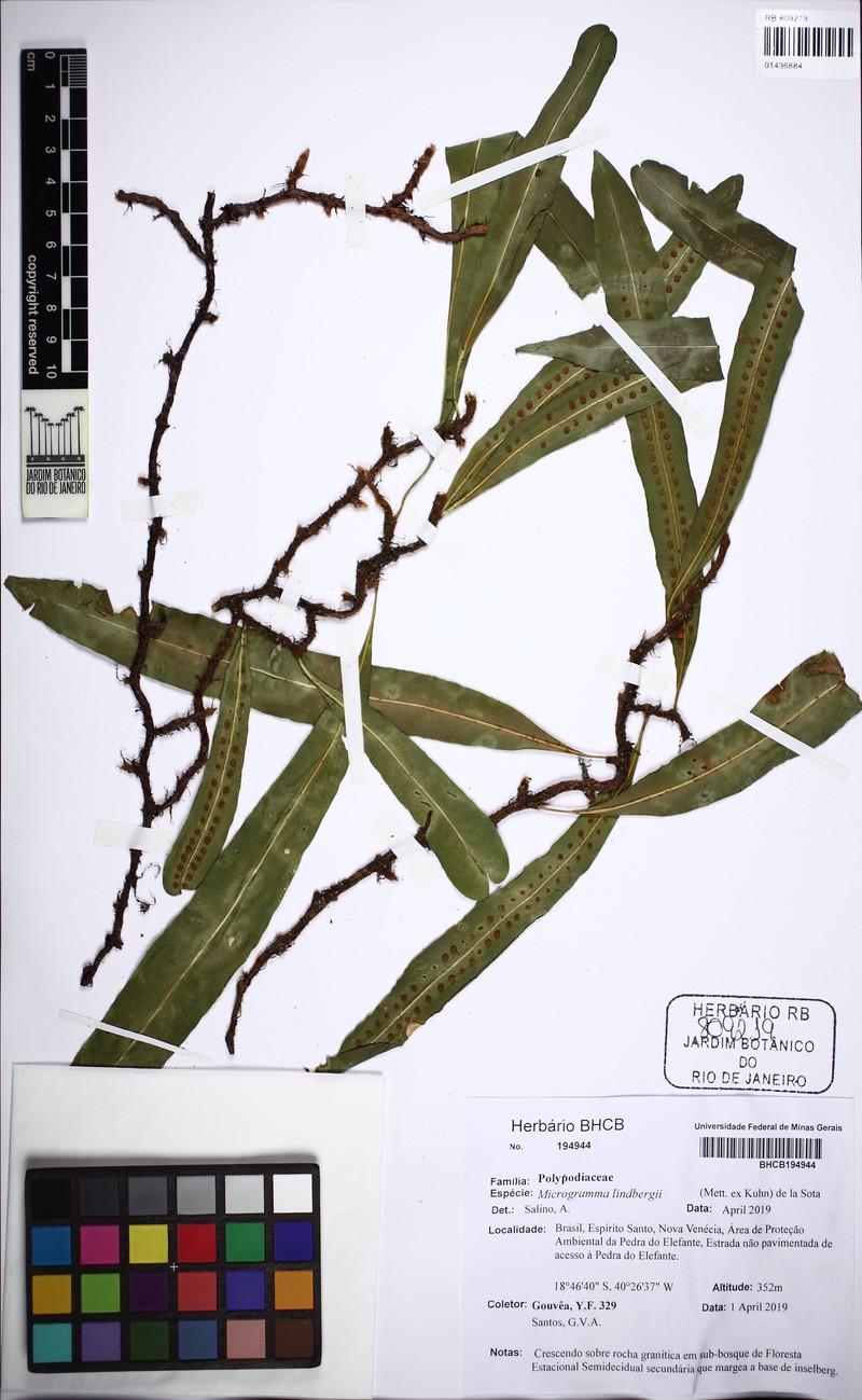 Microgramma lindbergii photo 5