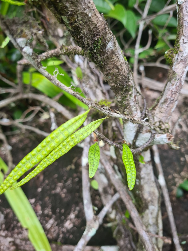 Clubmoss Snakefern