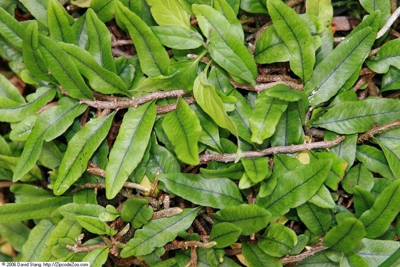 Clubmoss Snakefern photo 2