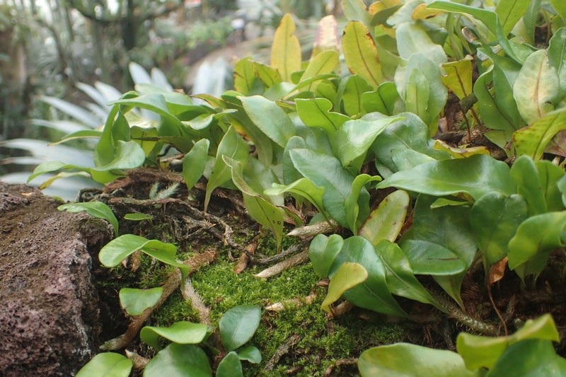 Clubmoss Snakefern photo 3