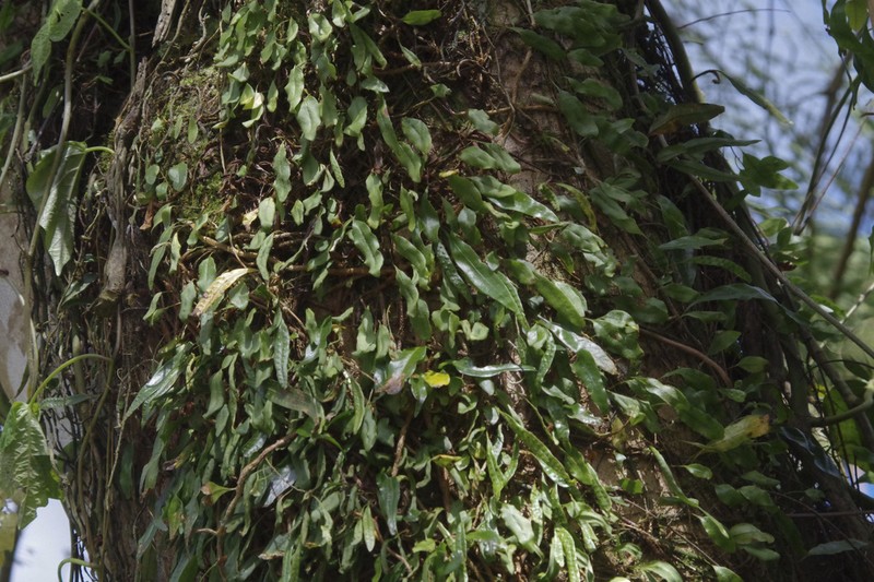 Clubmoss Snakefern photo 3