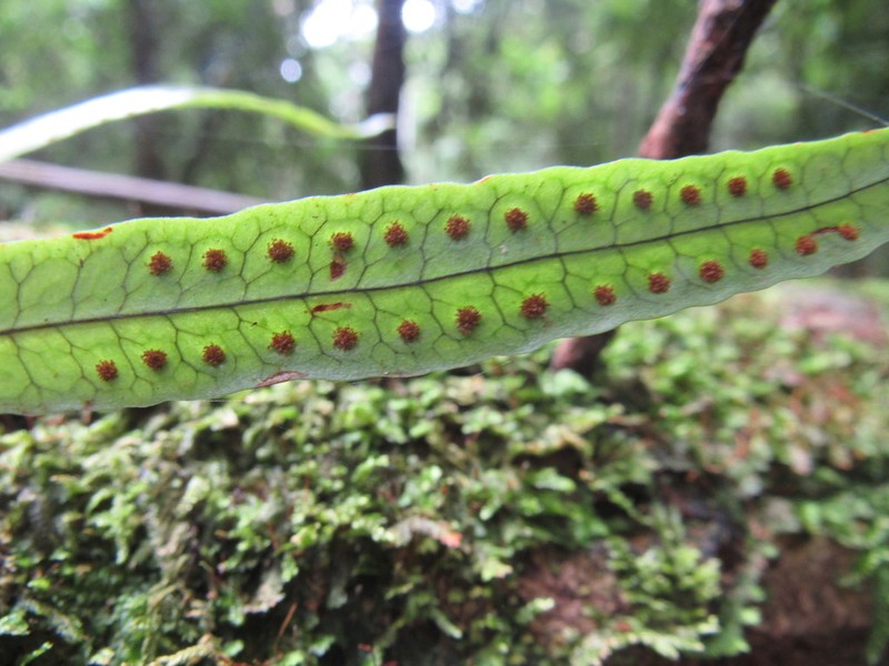 Clubmoss Snakefern photo 5
