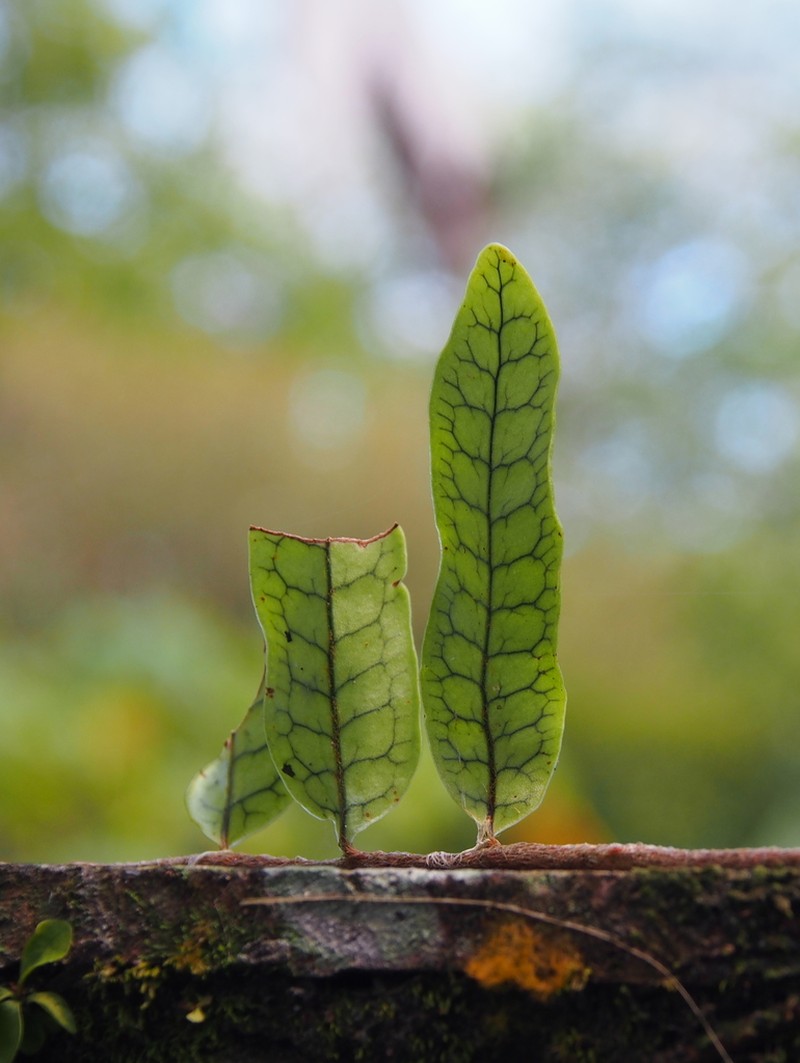 Clubmoss Snakefern photo 7