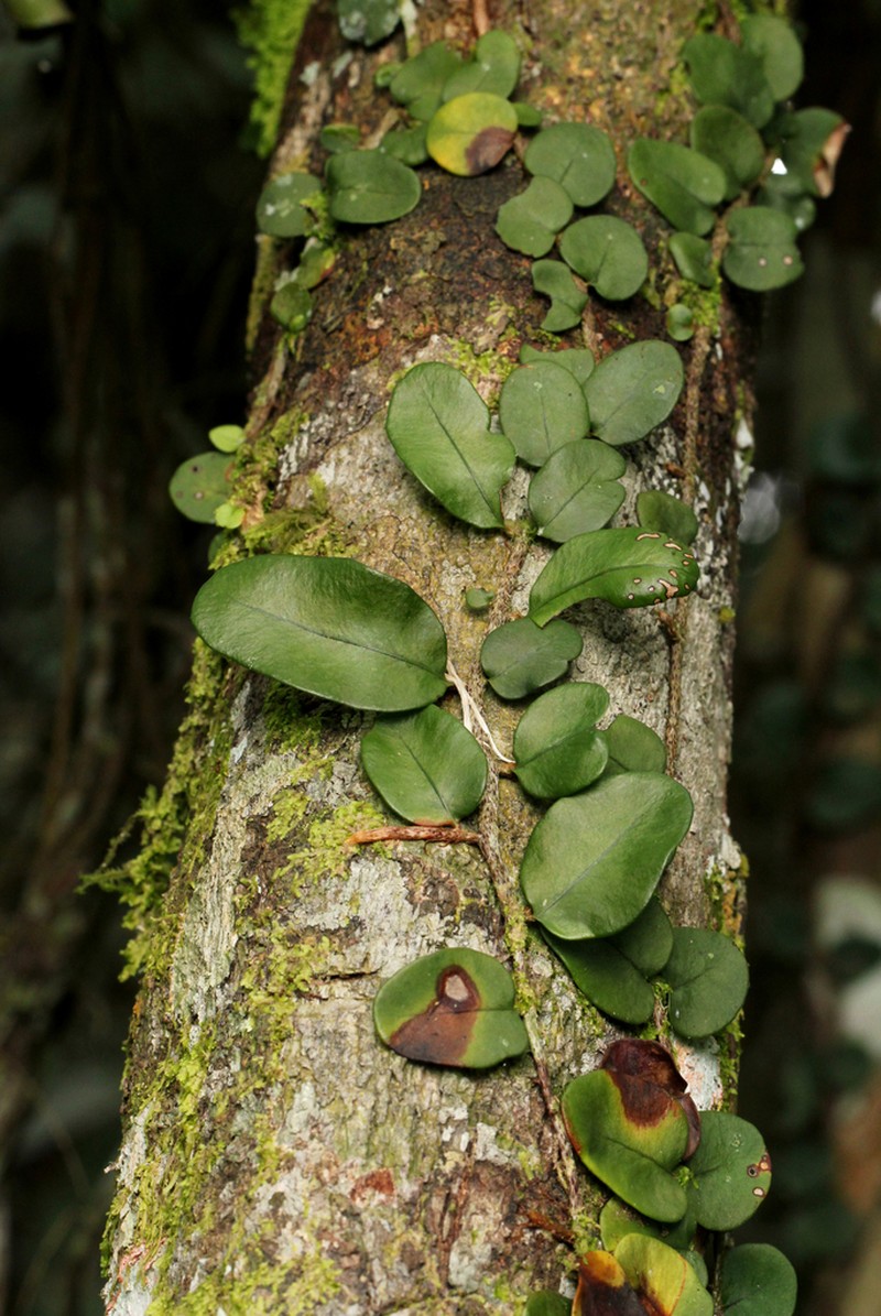 Microgramma mauritiana photo 2
