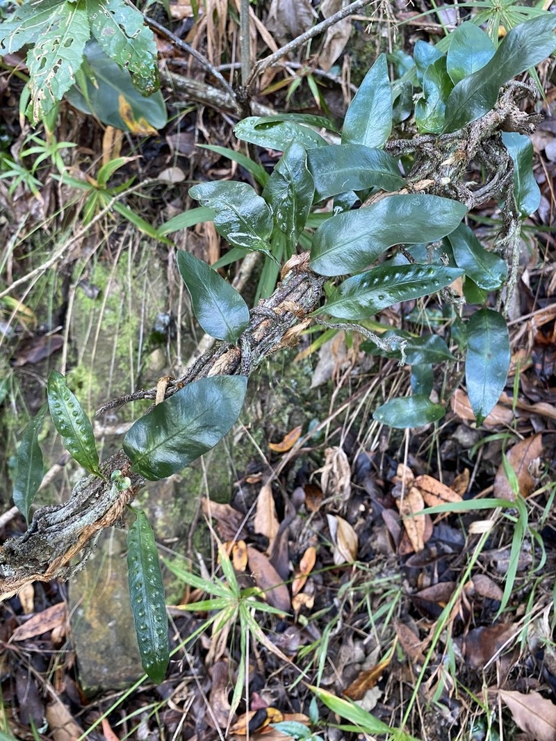 Microgramma mauritiana photo 3