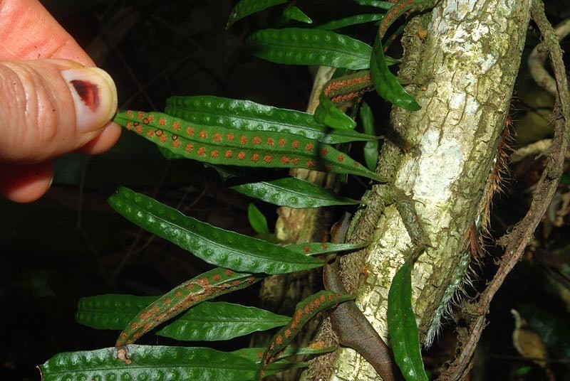 Microgramma mauritiana photo 4