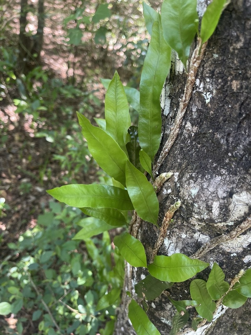 Microgramma mauritiana photo 5