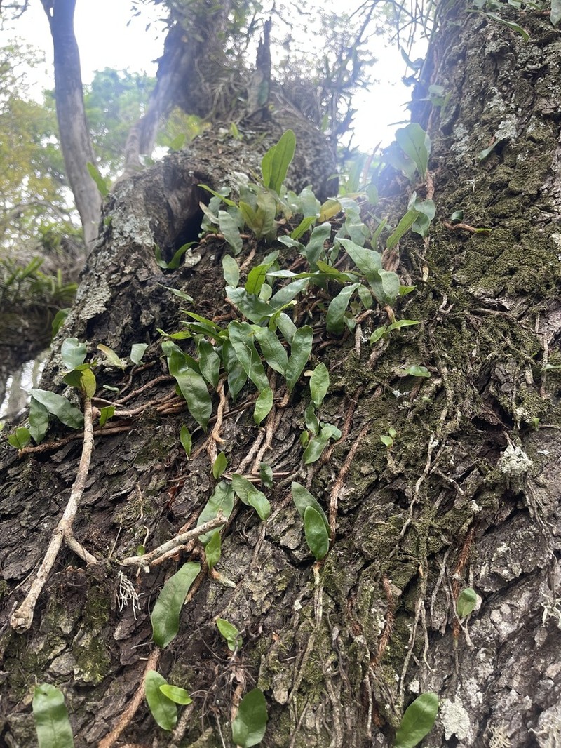 Microgramma mauritiana photo 6