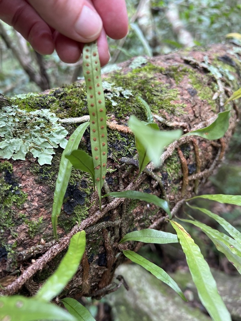 Microgramma mauritiana photo 7
