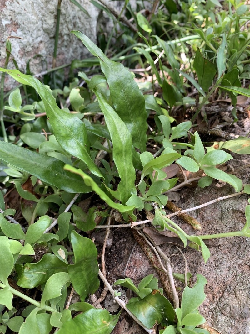 Microgramma mauritiana photo 8