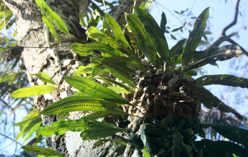Microgramma megalophylla photo 2
