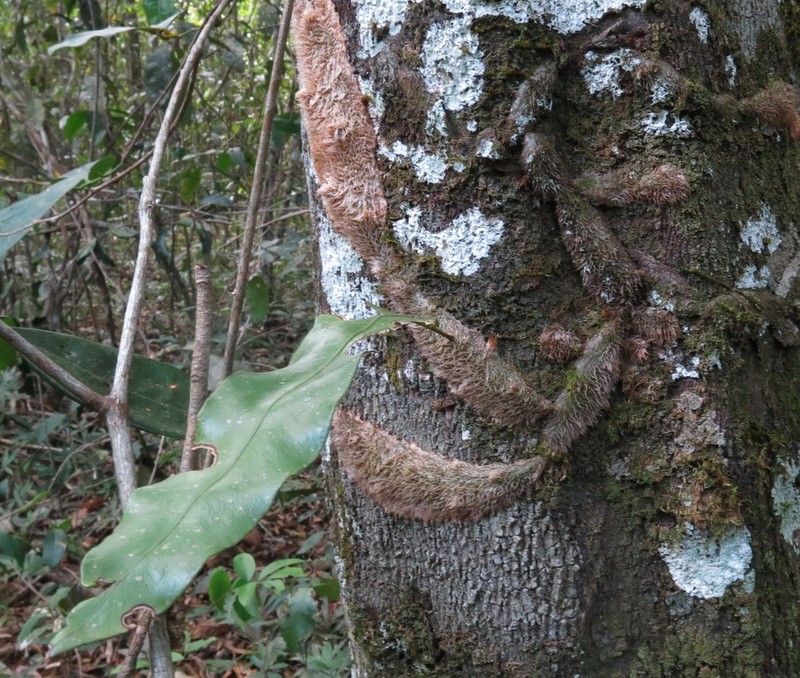 Microgramma megalophylla photo 4