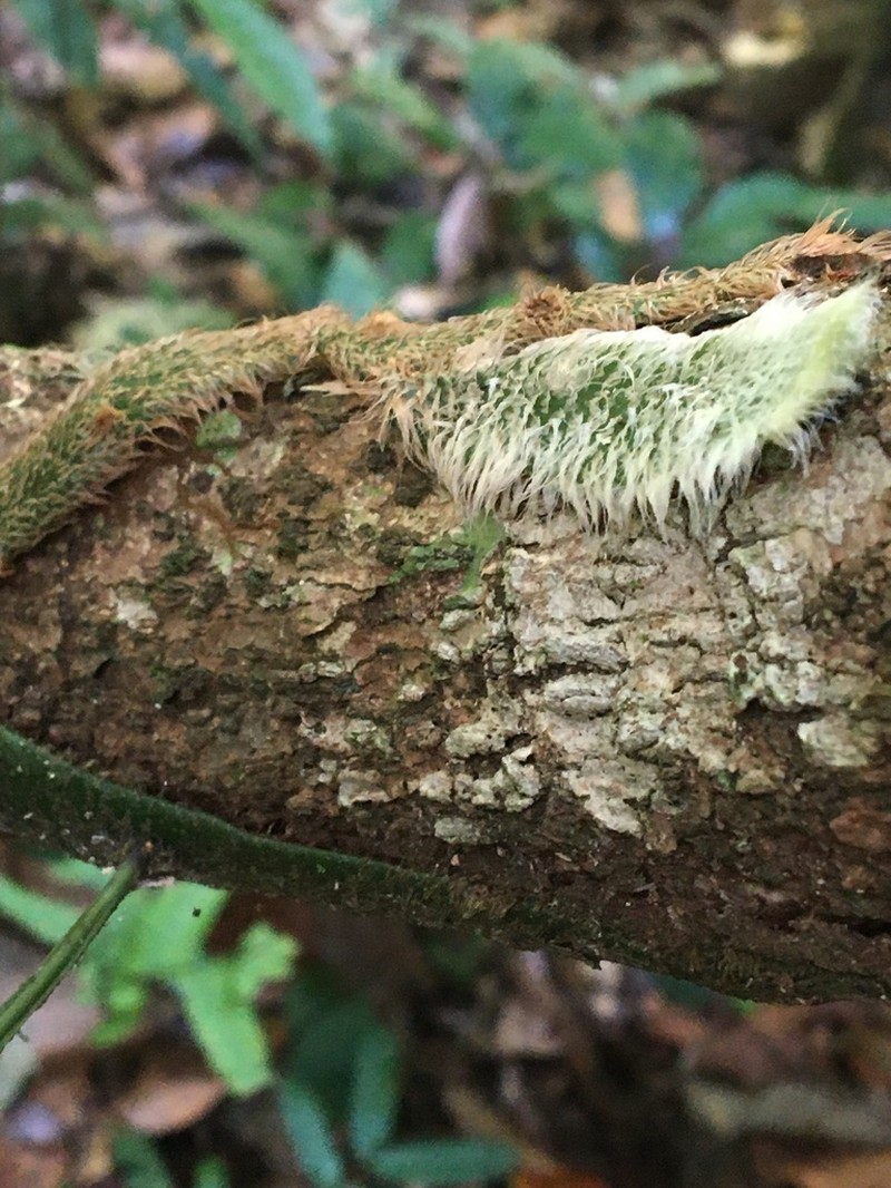 Microgramma megalophylla photo 6