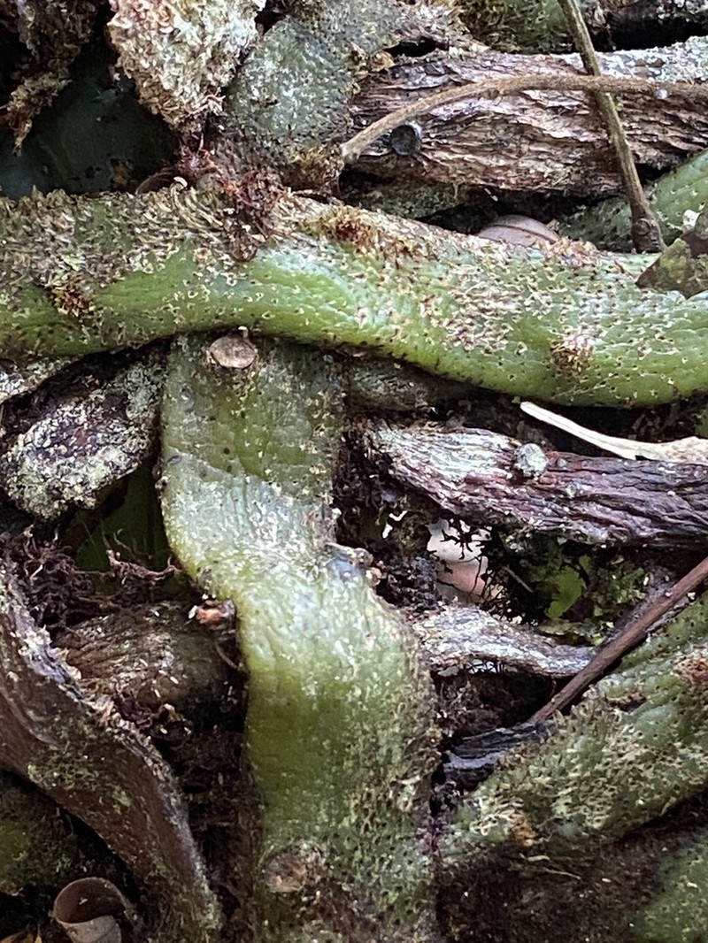 Microgramma megalophylla photo 8