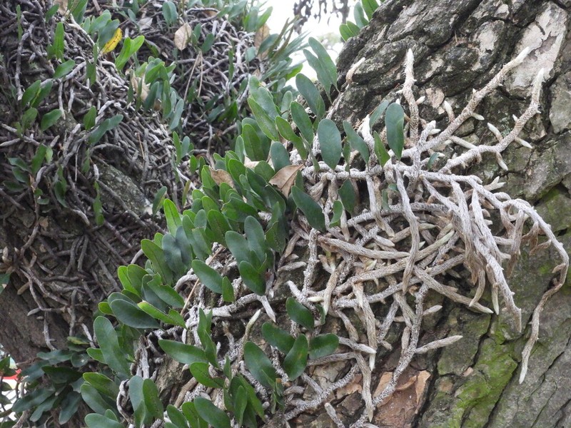 Microgramma mortoniana