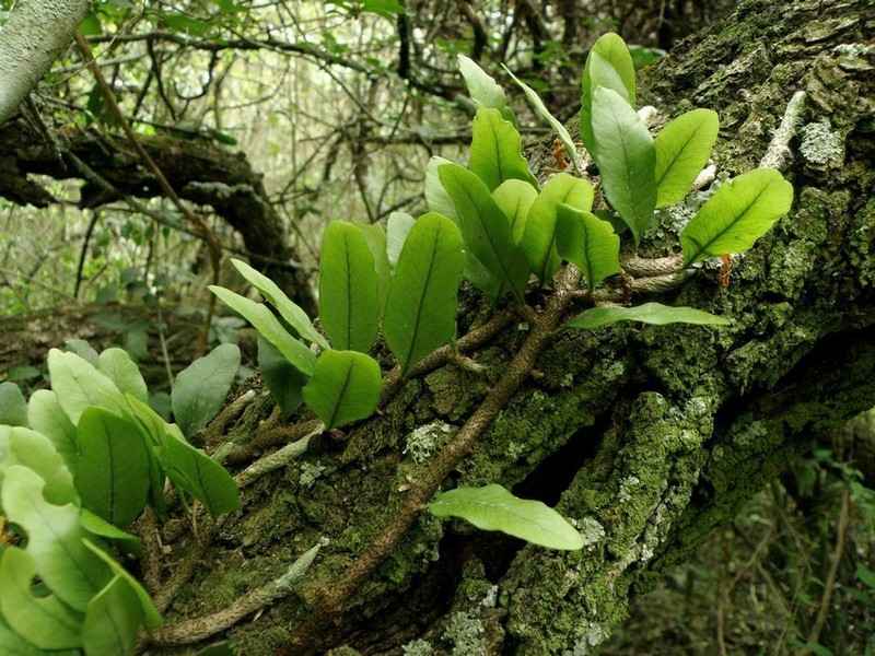 Microgramma mortoniana photo 2