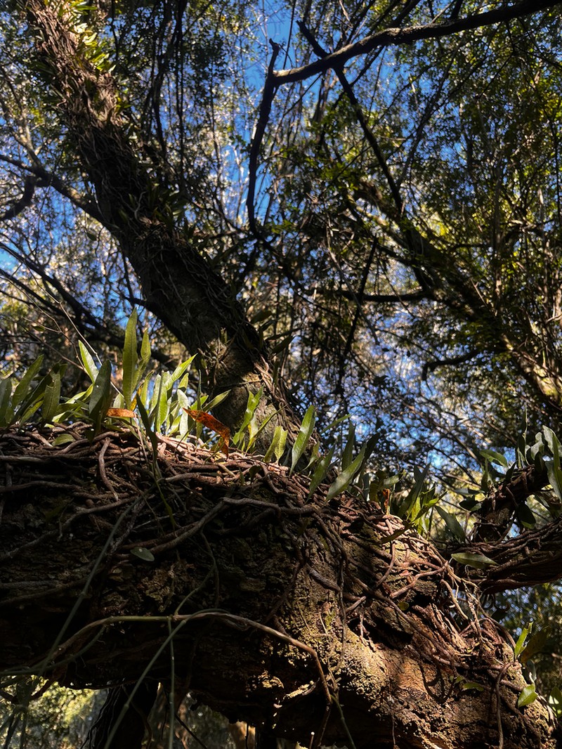 Microgramma mortoniana photo 3