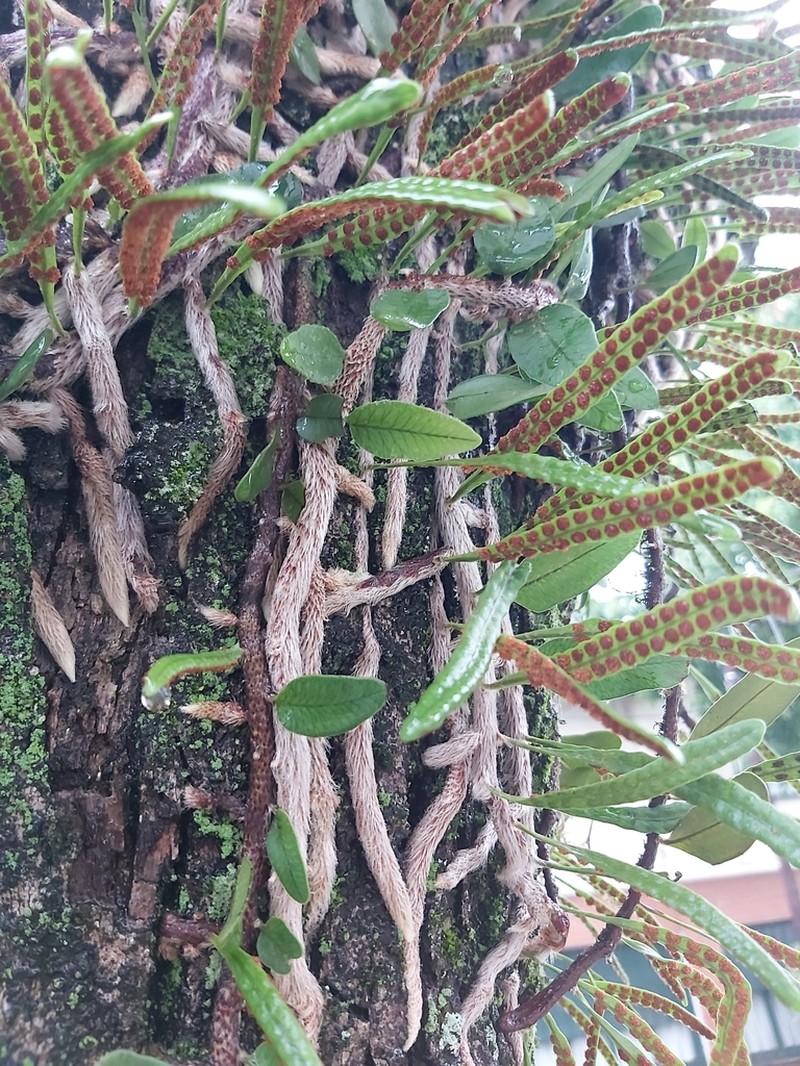 Microgramma mortoniana photo 4