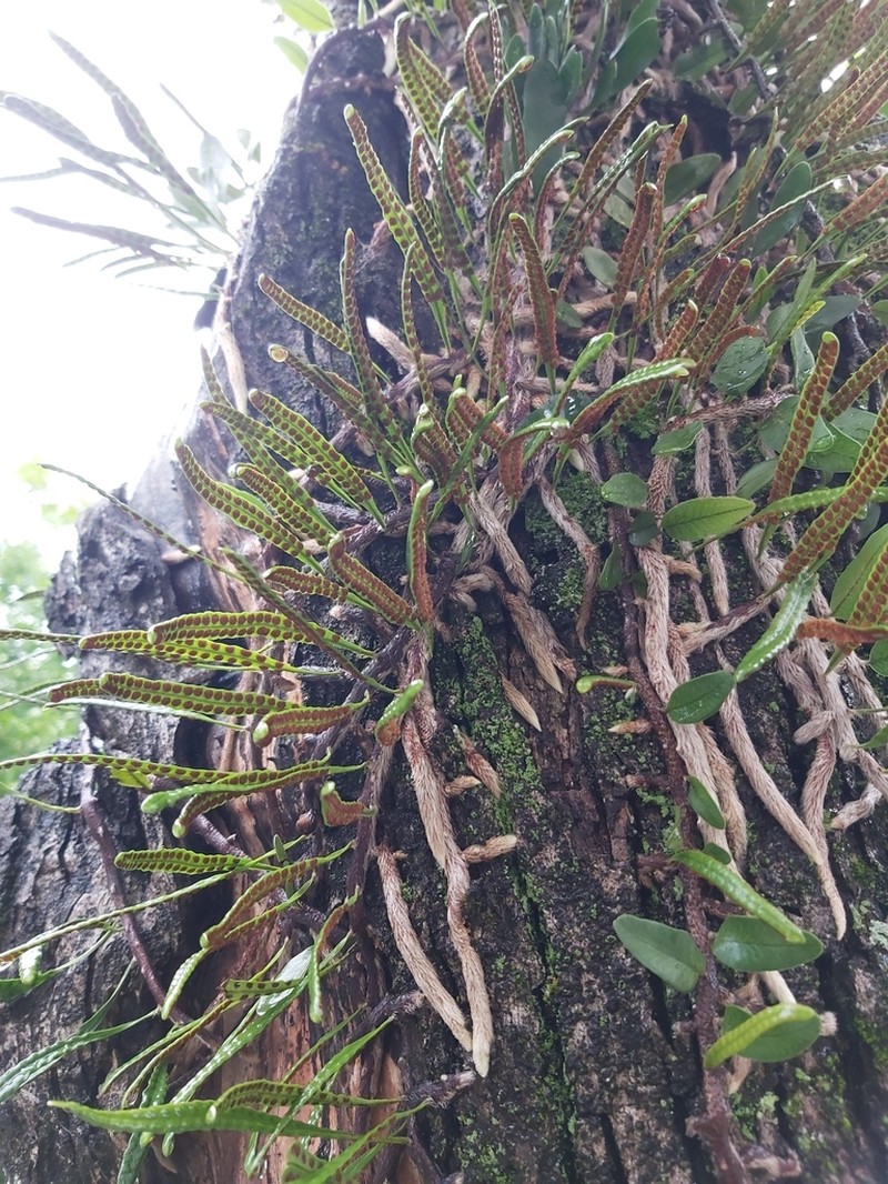 Microgramma mortoniana photo 5