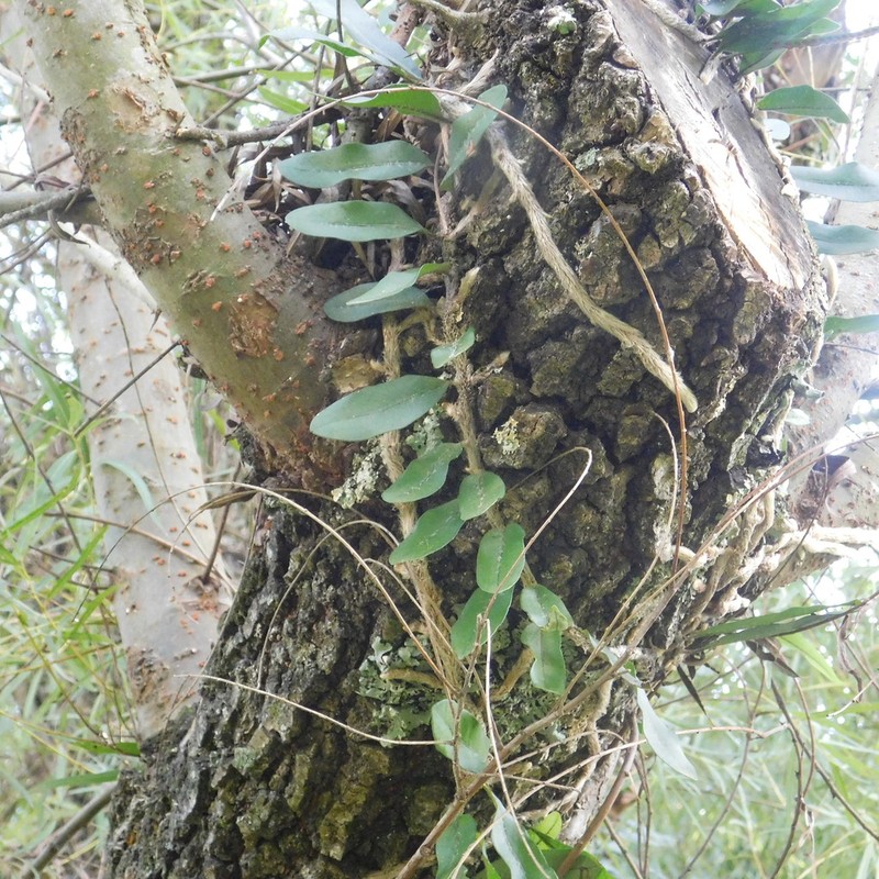 Microgramma mortoniana photo 6
