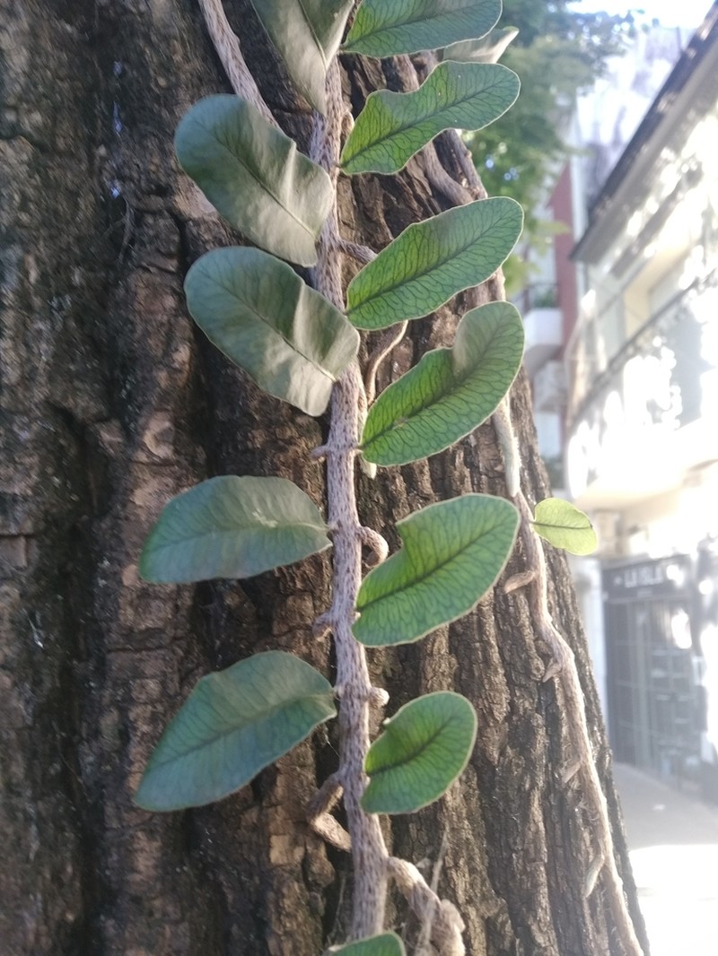 Microgramma mortoniana photo 7