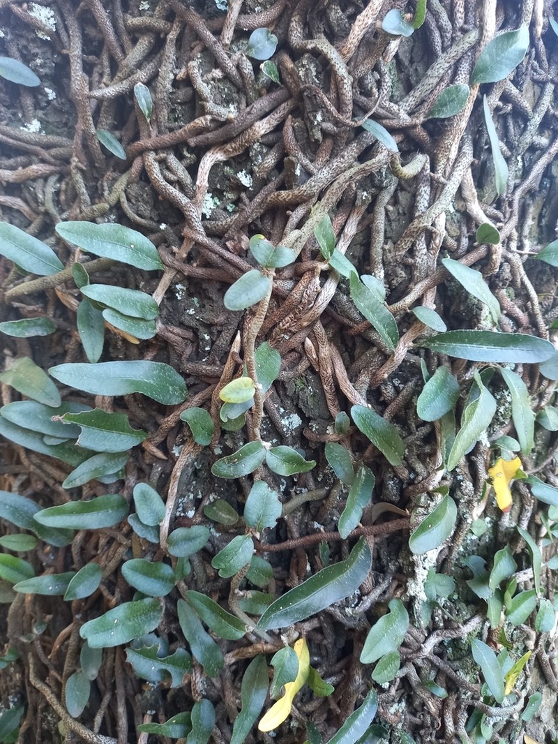 Microgramma mortoniana photo 8