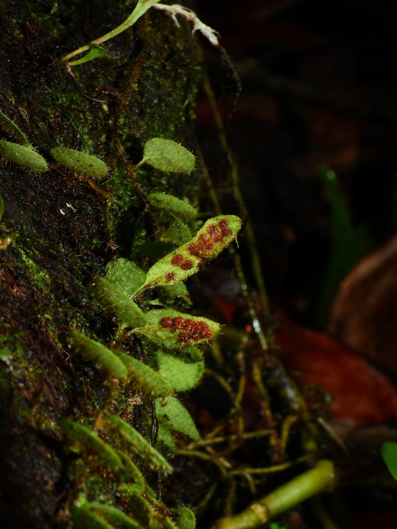 Microgramma nana